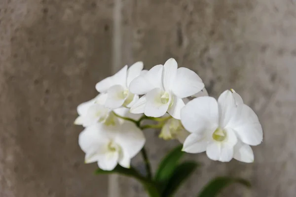 White Orchid Flowers Copy Space — Stock Photo, Image