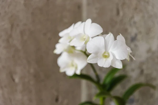 White Orchid Flowers Copy Space — Stock Photo, Image