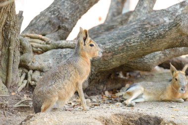 Şube gölgesi altında istirahat Patagonya mara (Dolichotis patagonum)