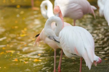Bir kuş güzel pembe flamingolar (Phoenicopterus ruber) su yakın çekim