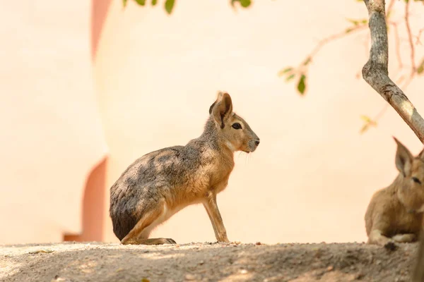 Mara Patagonica Dolichotis Patagonum Che Riposa All Ombra Del Ramo — Foto Stock