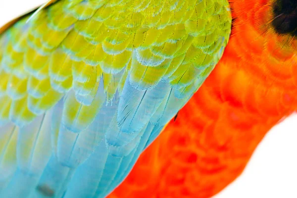 Primer Plano Colorida Pluma Guacamayo Escarlata Exótica Naturaleza Fondo Textura — Foto de Stock