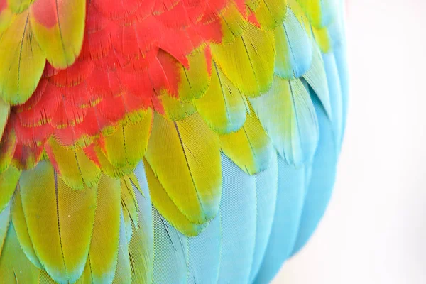 Primer Plano Colorida Pluma Guacamayo Escarlata Exótica Naturaleza Fondo Textura — Foto de Stock