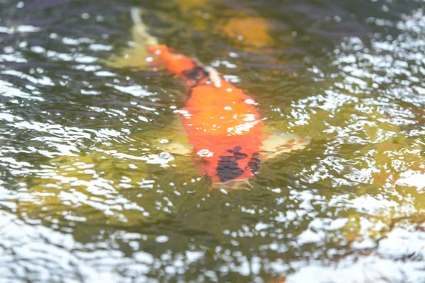 Karpfenfische Koi Karpfen Unter Wasser Pool — Stockfoto