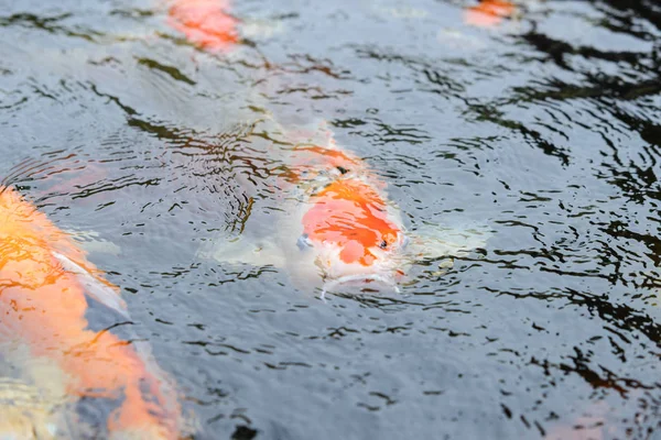 Ikan Mas Ikan Koi Carps Bawah Air Kolam Renang — Stok Foto