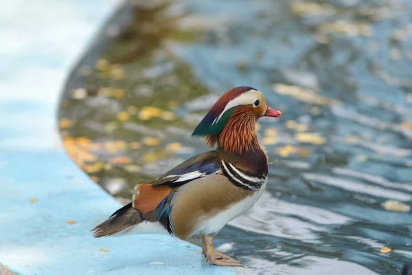 Bebek Mandarin Aix Galericulata Berdiri Sisi Kolam Renang — Stok Foto