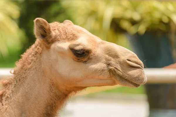 Tiro Cabeça Camelo — Fotografia de Stock