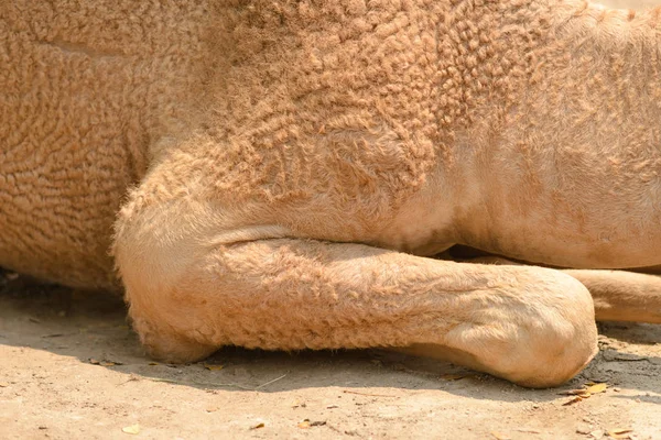 Fechar Até Perna Camelos Sentado Chão — Fotografia de Stock