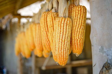 Kuru sarı tatlı Mısır kırsal rustik çiftlik, eski ev ahşap çatısı altında asılı demet