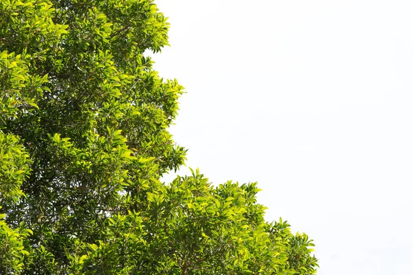 Hojas Verdes Arbusto Ramas Copa Árbol Aislado Sobre Fondo Blanco —  Fotos de Stock