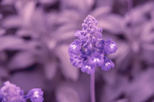 화창한 보라색 라벤더 — 스톡 사진