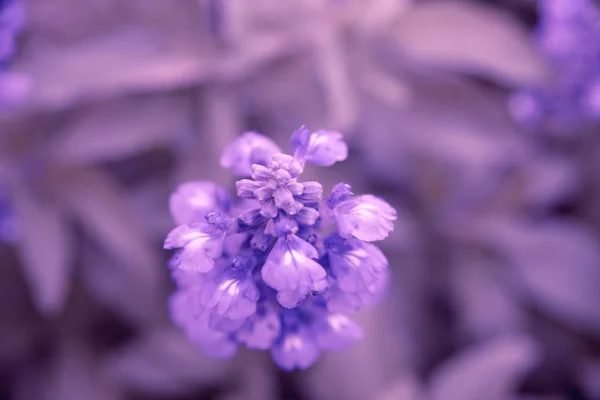 화창한 보라색 라벤더 — 스톡 사진