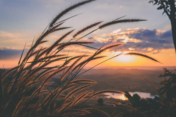 Nahaufnahme Grasblume Mit Sonnenuntergang Auf Dem Hintergrund — Stockfoto