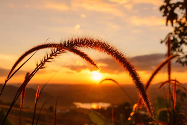 Nahaufnahme Grasblume Mit Sonnenuntergang Auf Dem Hintergrund — Stockfoto