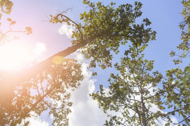 Tropikal yağmur ormanlarında - düşük açılı görünüş güneş ışığı ile ağaçların altında bak