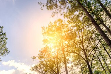 Düşük açılı görünümü bush yeşil yaprakları ve mavi gökyüzü ile çam ağacının dalları