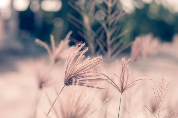 Detail Květin Trávy Louce Přírodní Abstrakt — Stock fotografie