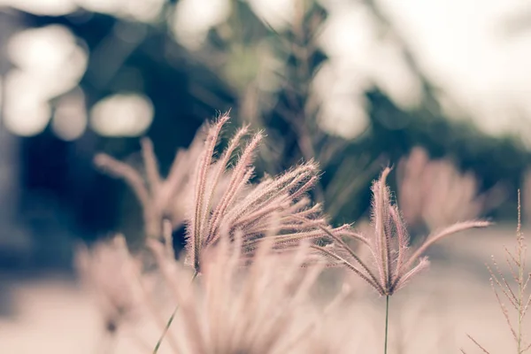 Закрыть Траву Цветок Лугу Естественный Абстрактный — стоковое фото