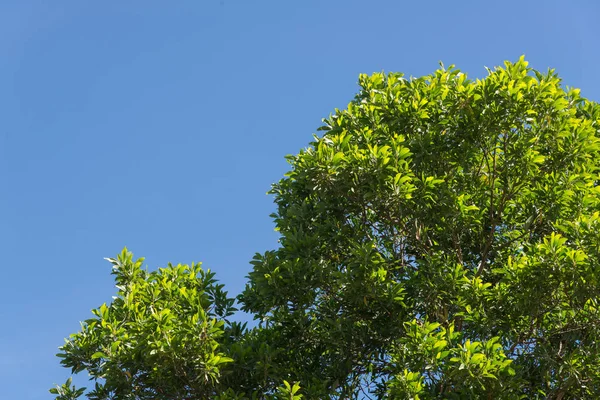 Hojas Verdes Arbusto Ramas Copa Del Árbol Cielo Azul Para — Foto de Stock