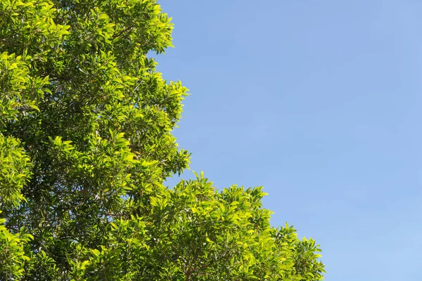 Hojas Verdes Arbusto Ramas Copa Del Árbol Cielo Azul Para — Foto de Stock
