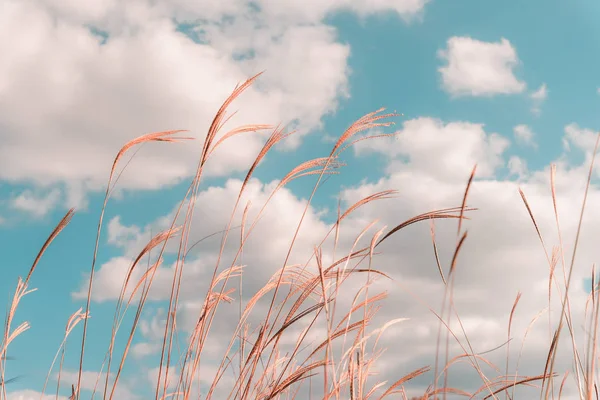 Pampasgras Wind Mit Wolken Und Himmel — Stockfoto