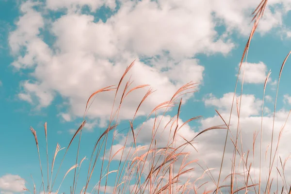 Pampa otu bulutlar ve gökyüzü rüzgar
