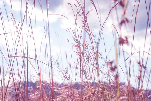 Pampasgress Vinden Med Skyer Himmel – stockfoto