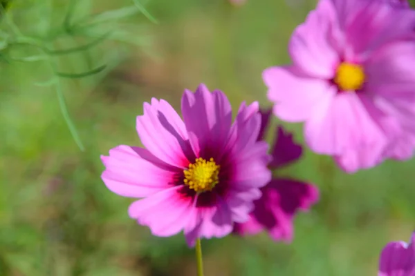 Ροζ Cosmos Λουλούδια Ανθίζουν Στον Κήπο — Φωτογραφία Αρχείου