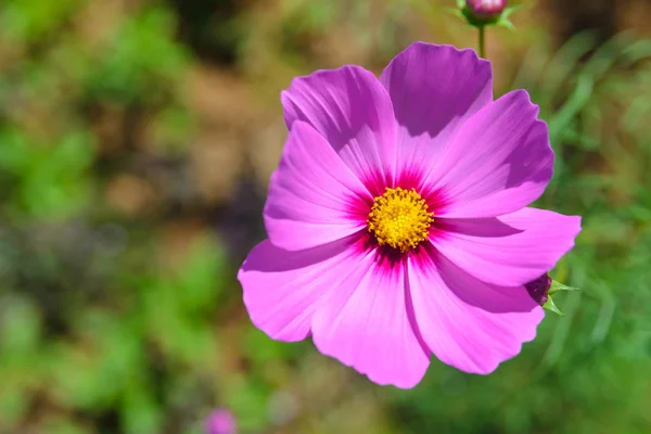 Ροζ Cosmos Λουλούδια Ανθίζουν Στον Κήπο — Φωτογραφία Αρχείου