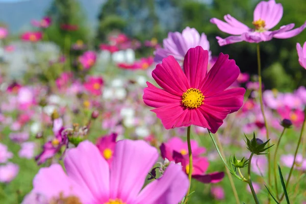 Bahçede Çiçek Açan Mor Cosmos Çiçekler — Stok fotoğraf