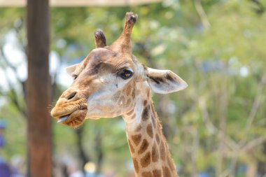 Arka planda bulanık ağaçlar olan zürafa resmi.