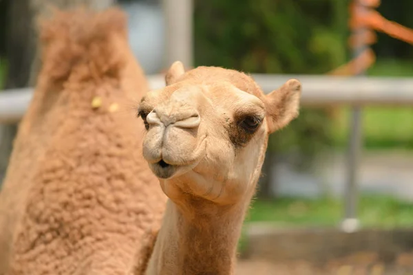 Tiro Cabeça Camelo — Fotografia de Stock