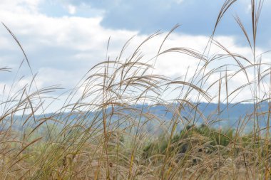 Pampa otu bulutlar ve gökyüzü rüzgar