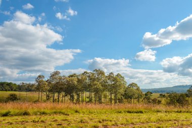 Güzel ağaç Mulk Salaeng Luang Milli Parkı'nda, Savanna Tayland Milli Parkı