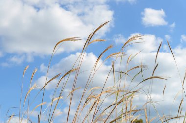 Pampa otu bulutlar ve gökyüzü rüzgar