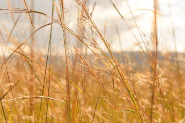 Pampa otu bulutlar ve gökyüzü rüzgar