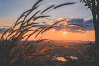Arka plan üzerinde gün batımı ile yakın çekim çimen çiçek