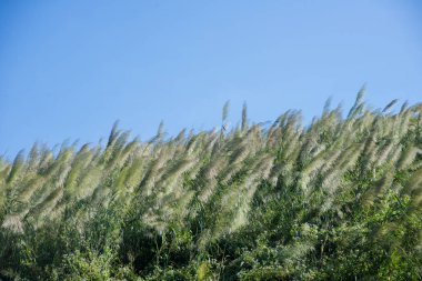 çiçek çim etkisi güneş ışığı günbatımı - doğal arka plan üzerinde