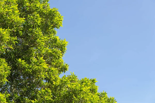 Hojas Verdes Arbusto Ramas Copa Del Árbol Cielo Azul Para — Foto de Stock