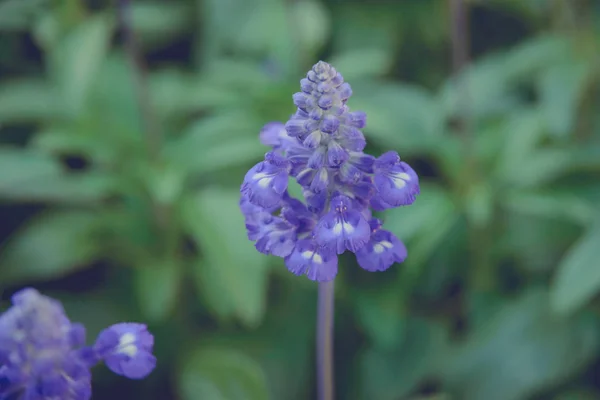 Blommande Violett Lavendelblommor Soliga Dag — Stockfoto