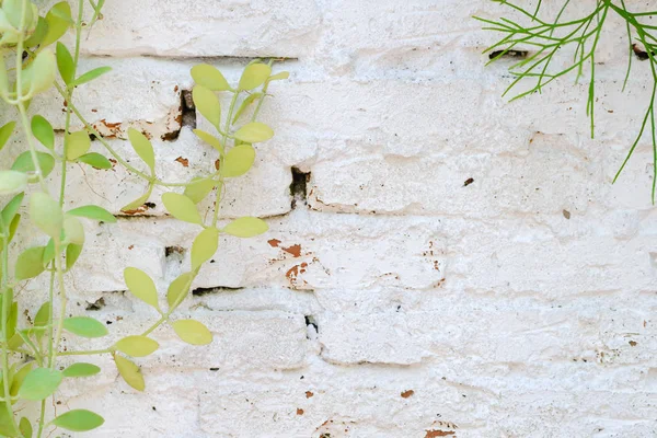 Yeşil beyaz tuğla duvar ile yapraklar. arka planı olarak kullanabilir