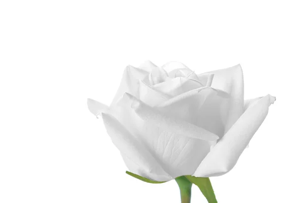 Rosa Bianca Isolata Sfondo Bianco Con Spazio Copia — Foto Stock
