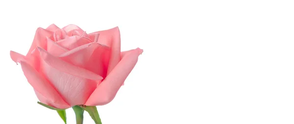 Singola Bella Rosa Fresca Isolata Sfondo Bianco Con Spazio Copia — Foto Stock