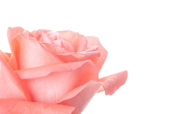 Single Beautiful Fresh Pink Rose Isolated White Background Copy Space — Stock Photo, Image