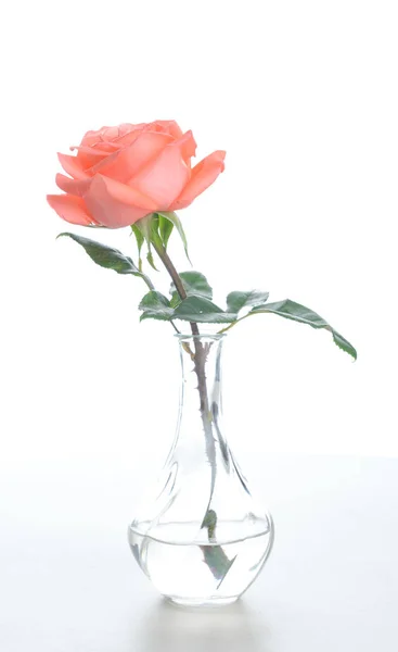 Singola Bella Rosa Fresca Vaso Vetro Isolato Sfondo Bianco Immagine — Foto Stock