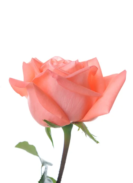 Singola Bella Rosa Fresca Isolata Sfondo Bianco Con Spazio Copia — Foto Stock