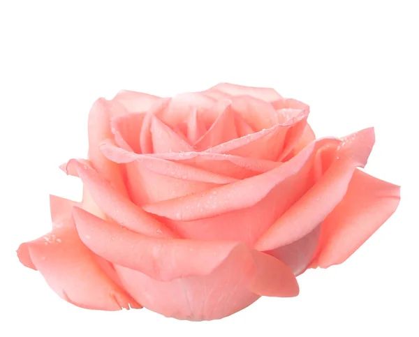Rosa Rosa Isolata Sfondo Bianco Con Percorso Ritaglio — Foto Stock