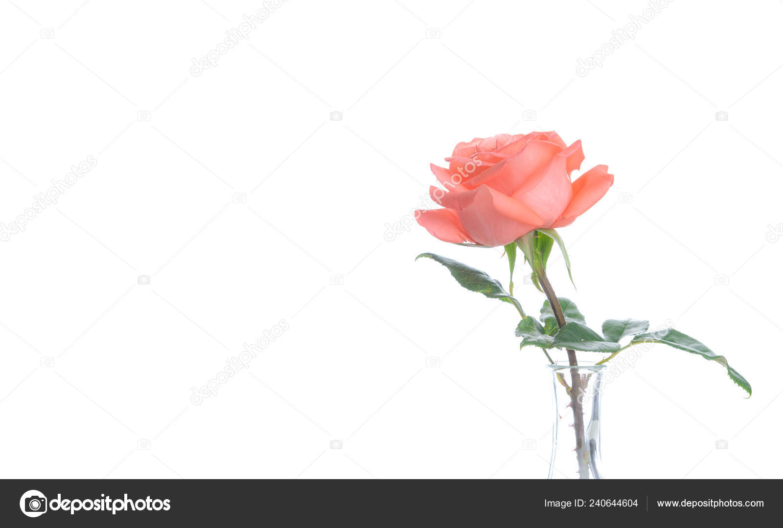 Single Beautiful Fresh Pink Rose Glass Vase Isolated White