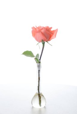 Tek güzel taze pembe gül cam vazoda beyaz arka plan üzerinde - görüntü izole