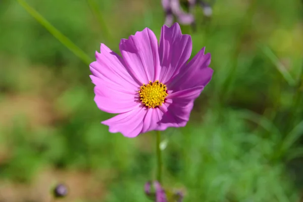 Flores Cosmos Rosa Floreciendo Jardín — Foto de Stock